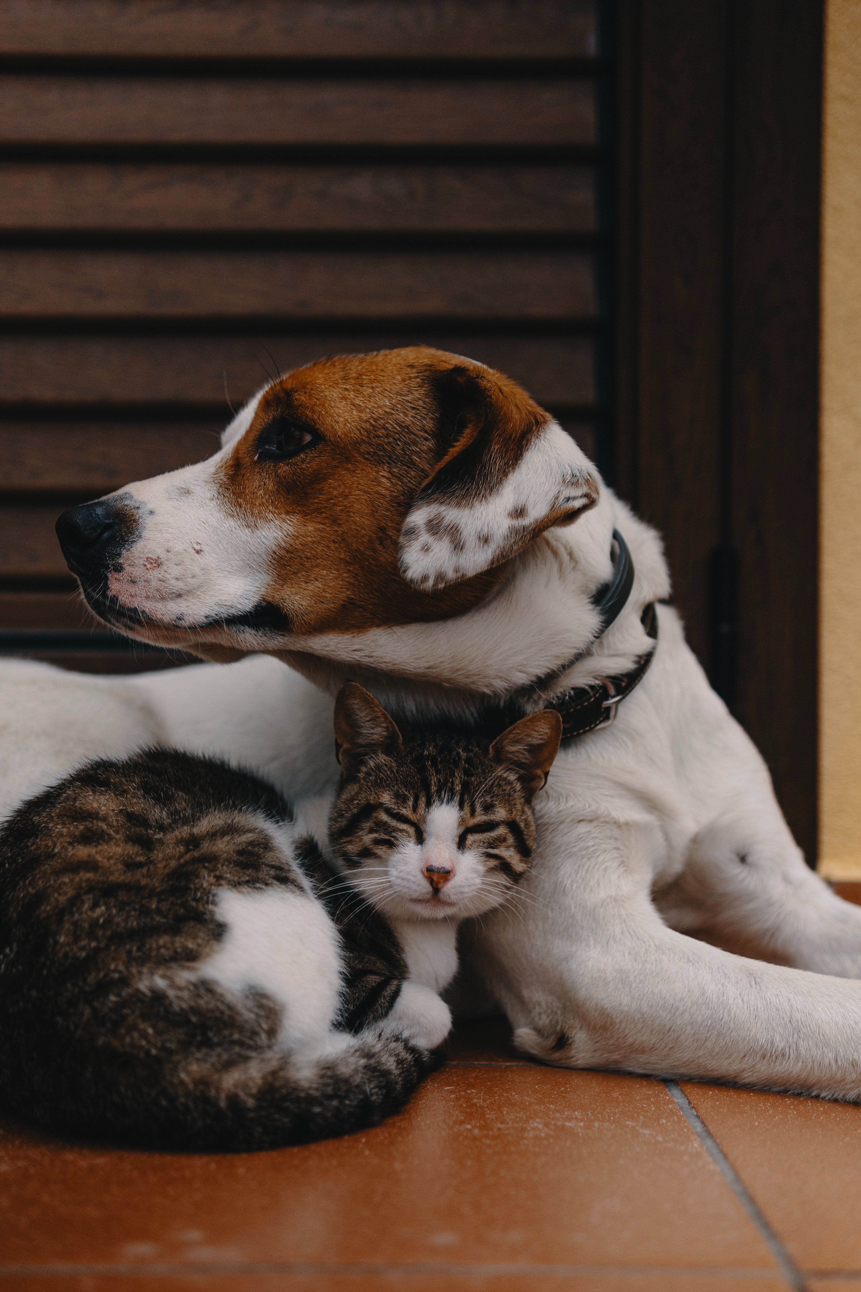 Sad pets